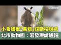小食蟻獸「黑妞」踩斷枝脫逃　北市動物園：若發現請通報｜華視新聞 20260520 @CtsTw