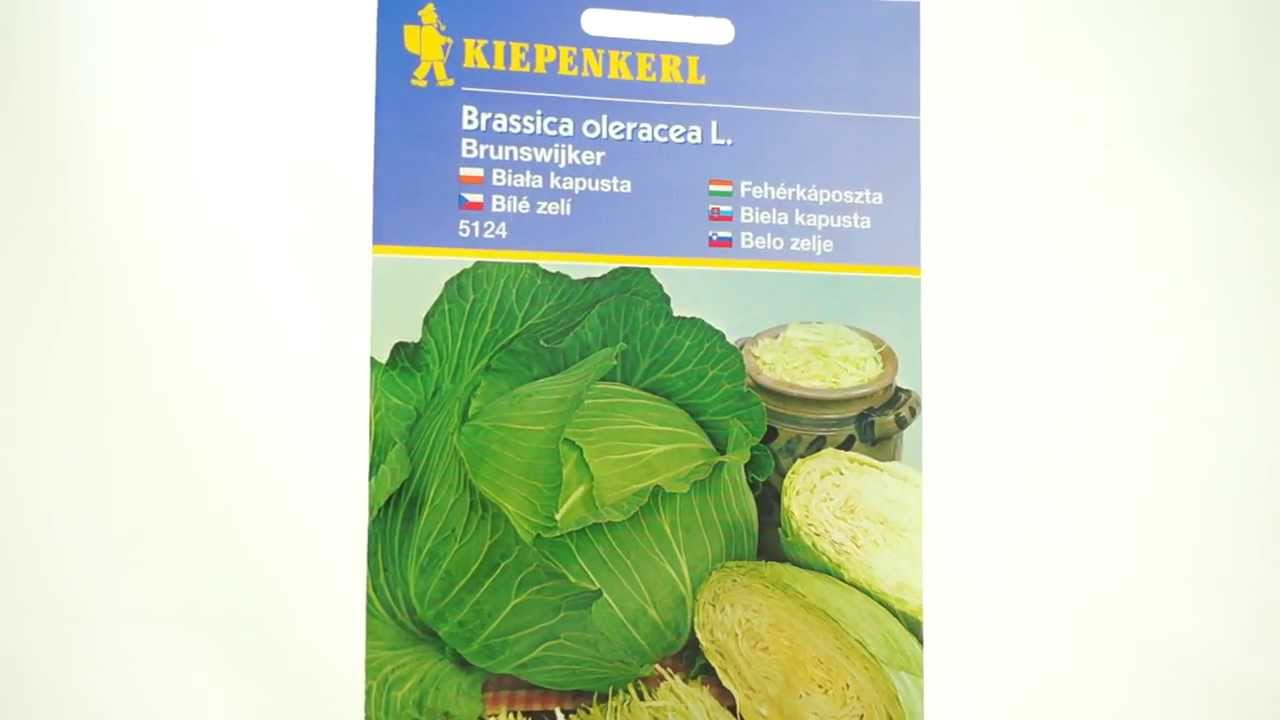 Zelí bílé Brunswijker - semena zelí