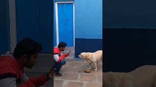 Using STAY command while Labrador having food