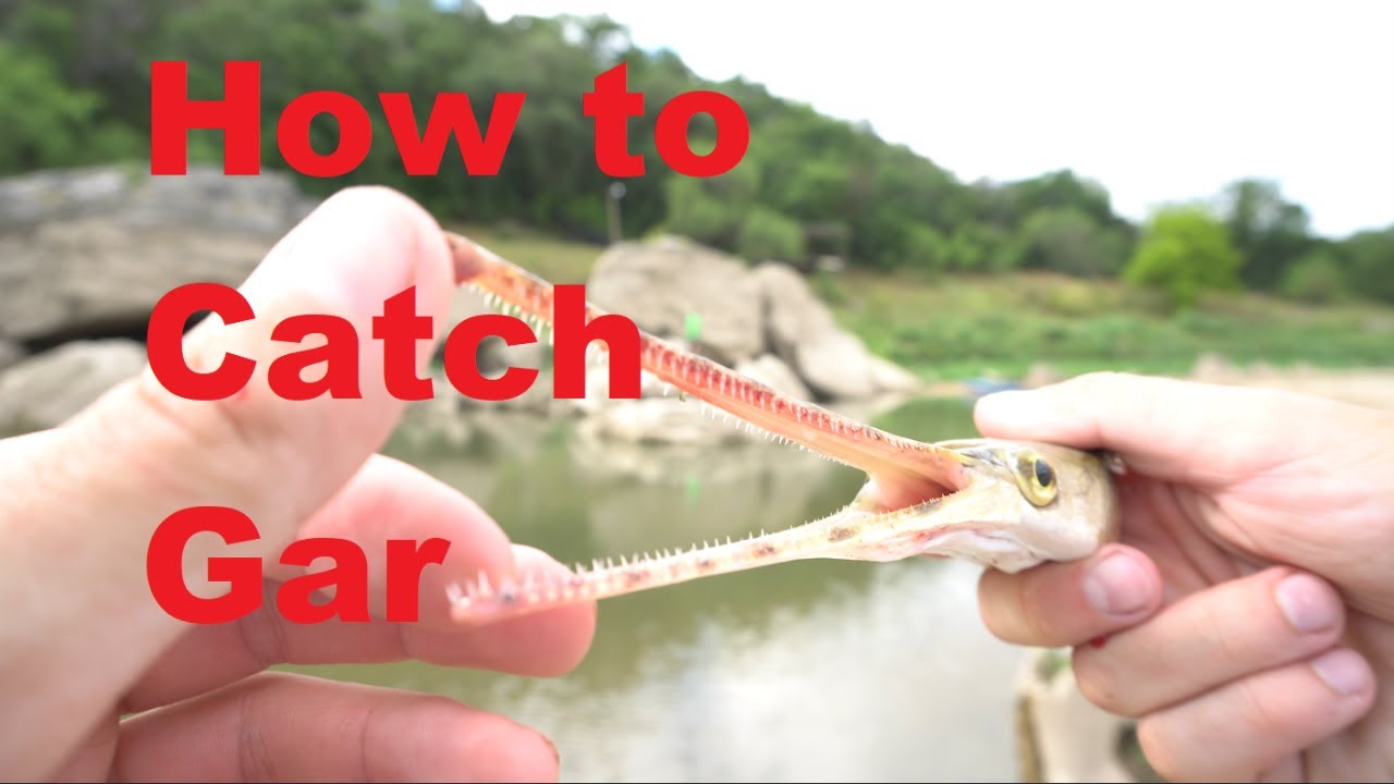 Catch and Cook Gar Part 1 How to Catch and Clean Gar YouTube