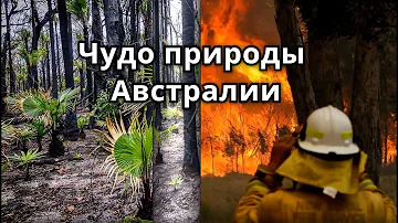 Как восстанавливается природа! Чудо природы в лесу Австралии после пожара.  Аномалии, природа, лес.