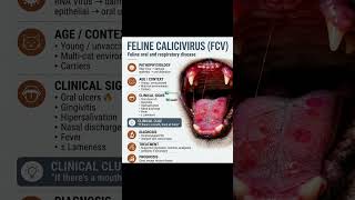 Herpes virus vs chlamydia vs calicivirus #cat #virus #viral #disease