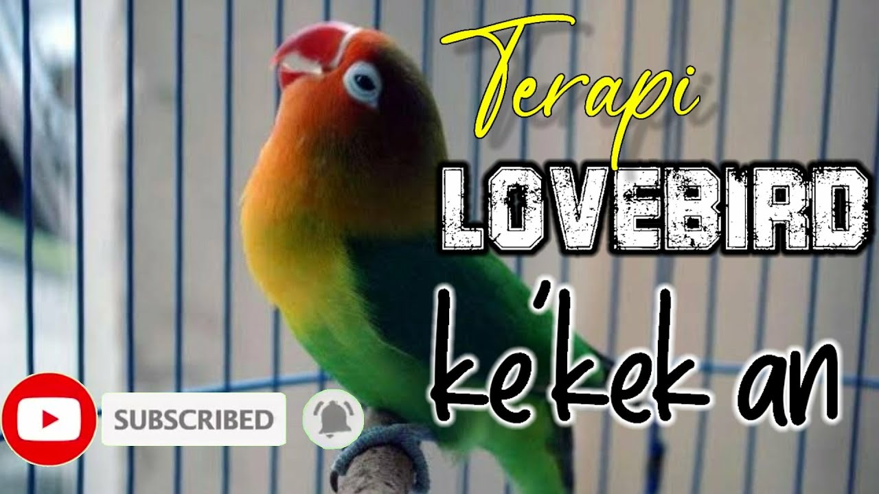 SUARA LABET NGEKEK PANJANG COCOK BUAT PANCINGAN BURUNG NYAUT 