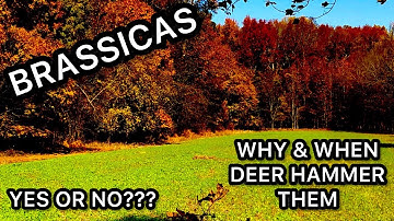 BRASSICAS...THE MEAT & POTATOES OF FOOD PLOTS??????