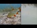 How to catch fish wt float  film coarse fishing underwater    