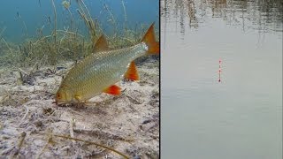 How to catch fish wt float & film coarse fishing underwater. Рыбалка, поплавок, подводная съёмка.