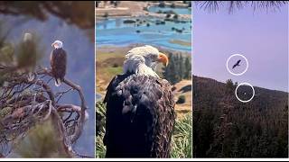 Full AMAZING GOOD MORNING & GOODNIGHT CHORTLES! 💗 SHADOW SINGS HIS HEART OUT TO KD! DOUBLE FLYBY 9.23.26 News