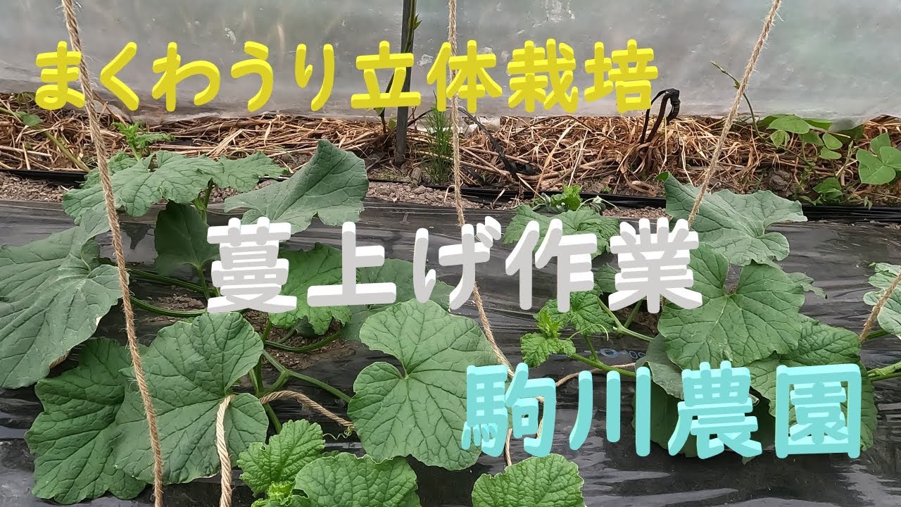 まくわうり立体栽培蔓上げ作業 駒川農園 24.5.27 - YouTube