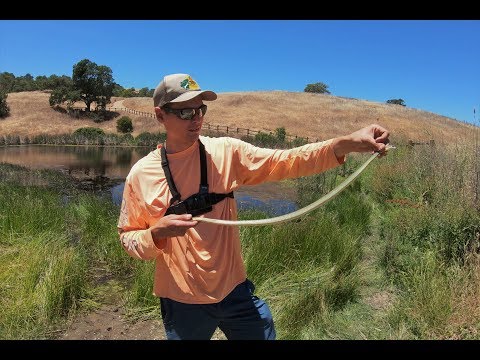 (Snake!) Fishing a hidden pond in Morgan Hill, CA 4K