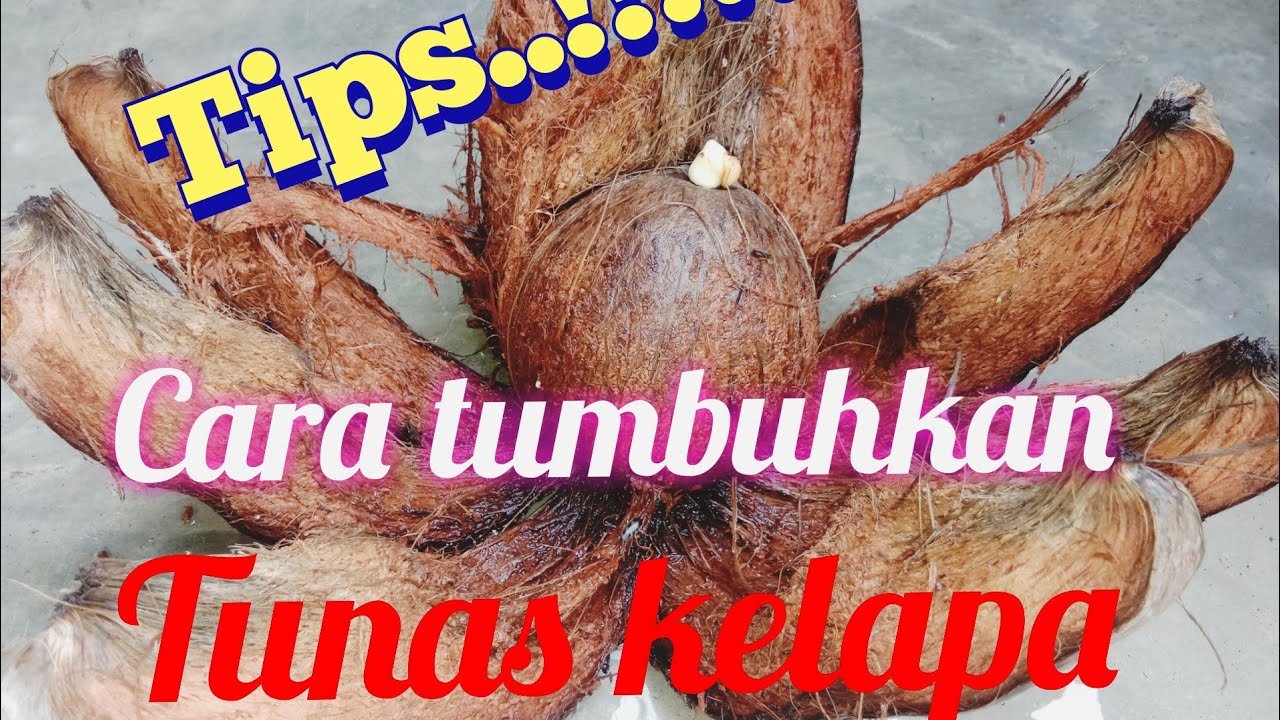 CARA JITU MENUMBUHKAN TUNAS BONSAI KELAPA YouTube