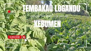 proses pemotongan ujung tembakau di Desa Logandu Karanggayam#gunawanconten  #viralvideo#trending