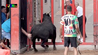 Vacas Jose Vicente Machancoses - La Vilavella (Castellon) 20-09-2019  Bous Al Carrer [Toros FJGNtv]