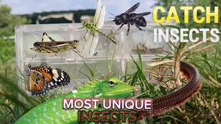 Capture&Observe insects. grasshopper butterflies and other unique insects
