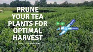 In depth guide on how to prune a tea plant for optimal harvest. 