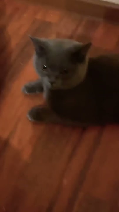 Милая кошка ️ ️ ️🌺🌺🥹🥹🥰🥰😘😘😊😊🥳🥳🐱🐱 - YouTube