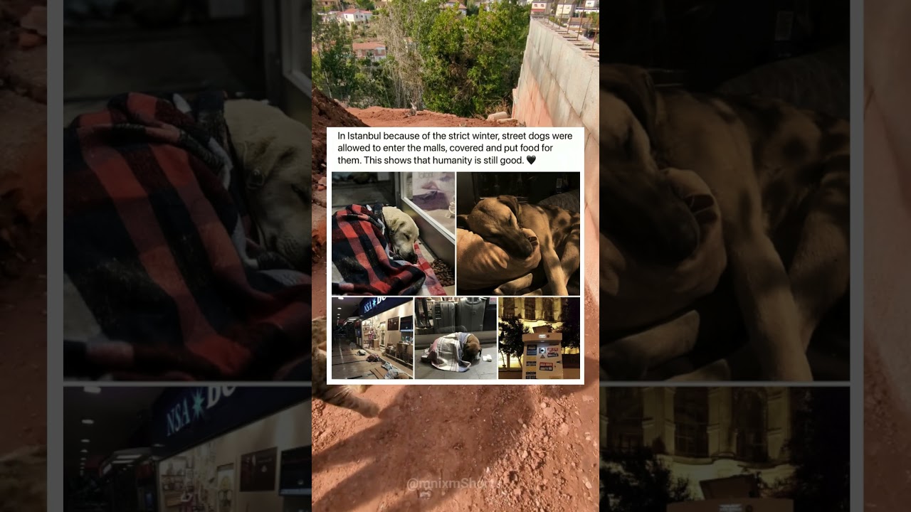 This City Saved Stray Dogs from the Cold 🥹