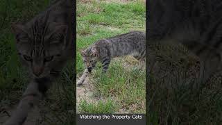 Watching the Property Cats 94 #cat #countrylife #homestead #cats #garden #turtle