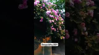 Tera mera rishta.❤️💫🌸.#shorts #shortsfeed #love #youtubeshorts #shortvideo #viral #trend #yt #me
