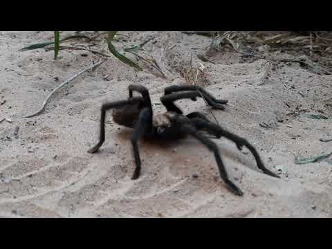 Video: Tarantule Prechodu Zvierat: Ako Chytiť, Trieť A Dostať Sa Na Ostrov Tarantula - Alebo Si Vytvoriť Svoj Vlastný