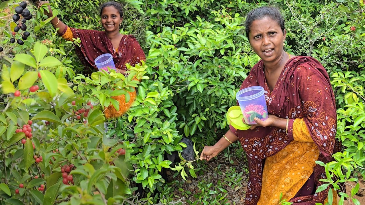 అడివిలో దొరికే ఈ పండ్లు అంటే మాఊరు వాళ్లకి చాలా ఇష్టం మీరు ఎప్పుడైనా తిన్నారా| Natural forest fruits