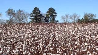 Video-Miniaturansicht von „Cotton Fields - Highwaymen - 1962“