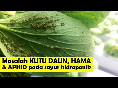 Video: Aphid muncul pada bibit lada, bagaimana cara mengatasinya?