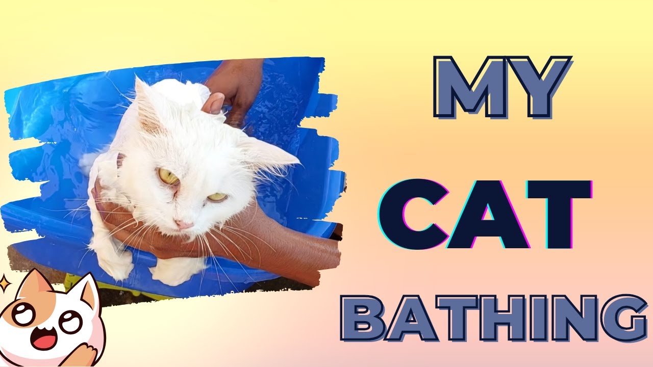How to Bath your cat with a love | Bath time with my adorable cat ...