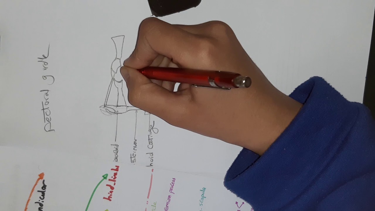 The skeletal system part 1( girdles and limbs of the frog🐸) ....الاحزمة والأطراف للضفدعة