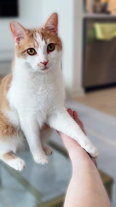 He Always Bites His Human 😹