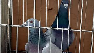 Breeding pairs of sport pigeons 2021 Loft Lithuania No13 Gaby Vandenabeele