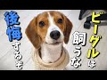 ビーグルを飼って大変なこと10選！最も飼いにくい犬種と言われる本当の理由