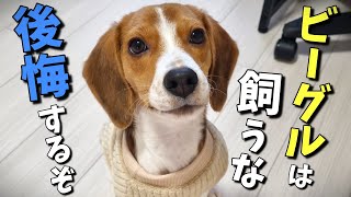 ビーグルを飼って大変なこと10選最も飼いにくい犬種と言われる本当の理由