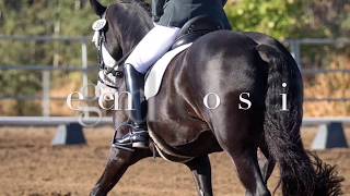 Third level dressage schoolmaster for ...