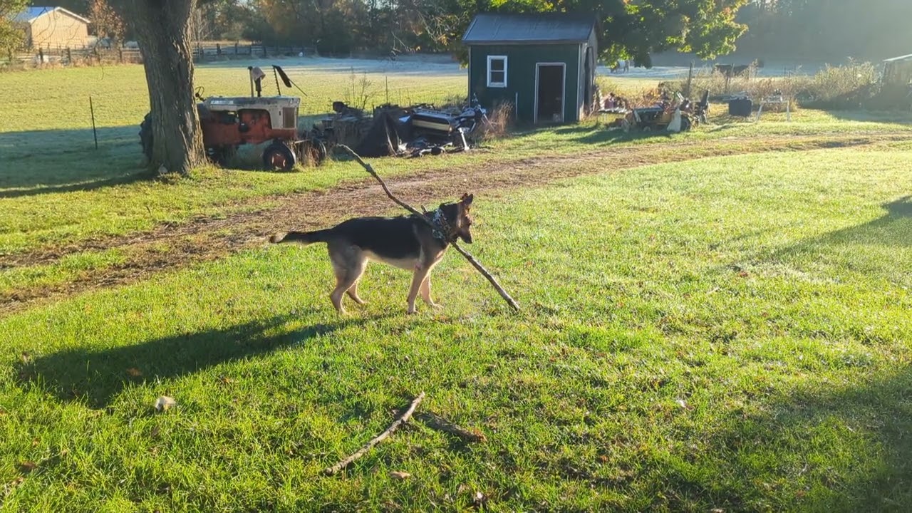 Watch Hunter With His Big Stick and How Easily He Gets Distracted (Dog with ADHD) on YouTube Watch Hunter With His Big Stick and How Easily He Gets Distracted (Dog with ADHD) on YouTube