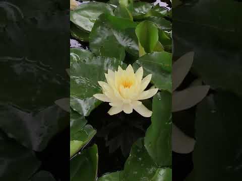 As long as you have… #shorts #asmr #nature #asmrsounds #waterlily #watersounds #pond