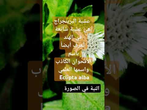 فيديو  عشبة البرينجراج هي عشبة شائعة في الهند تُعرف أيضاً باسم الأقحوان الكاذب واسمها العلمي Eclipta alba