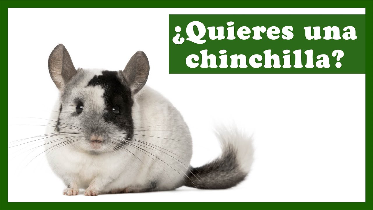 ¡Mi 1ª chinchilla!😍Selección de vídeos para saber cómo cuidar a una