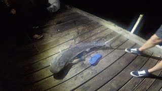 FISHING for TIGER SHARKS off BUSSELTON JETTY!!