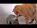 Приколы с животными   animals- Cute And Funny