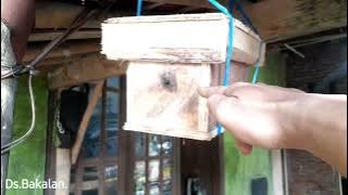 Mengatasi koloni klanceng ,saat pecah koloni secara alami,,,,