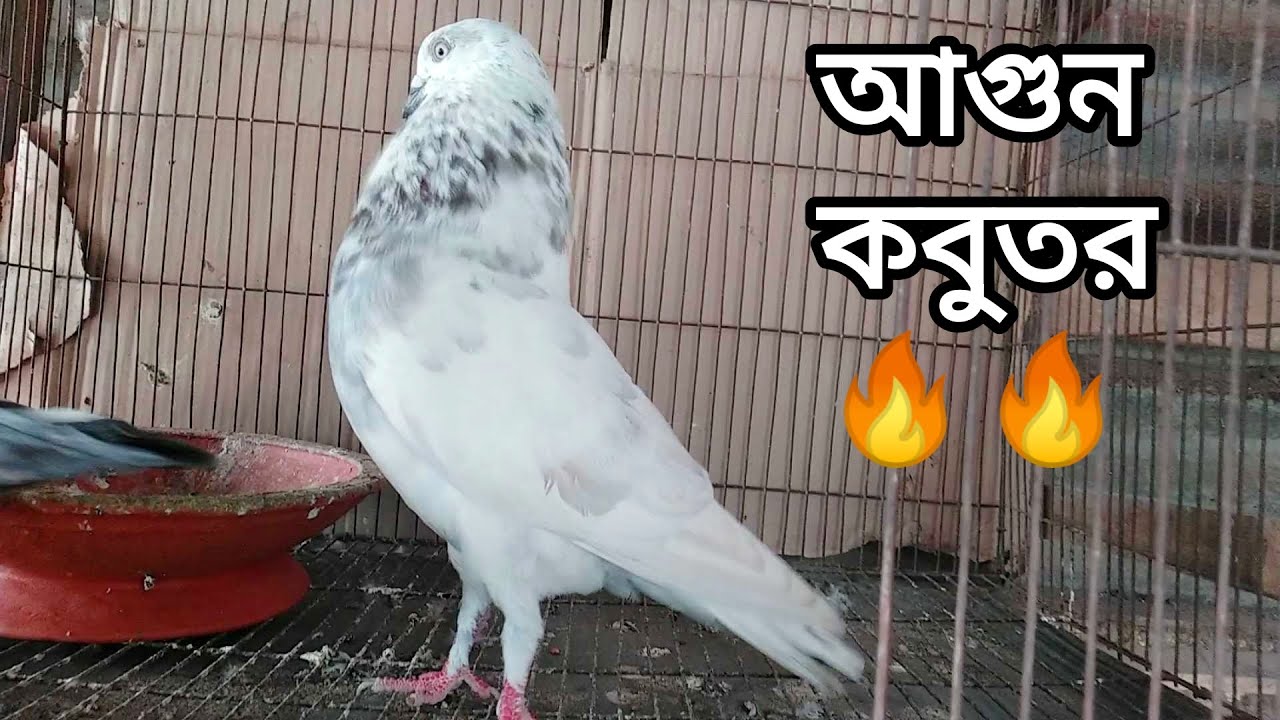 কবুতরের আগুন ডাক🔥| Pigeon Noises | Pigeon Sound | কবুতরের ডাক | Kobutorer Dak | Pigeon Bird