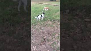 Rat terrier loves squirrels