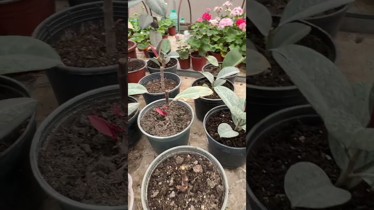 Фикусни ўстириш учун бериладиган озуқа.