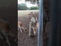 Dammwildgehege Wredenhagen Oktober 2024
