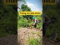 Trồng vú sữa mica #netzero #farmnuong #vusuamica