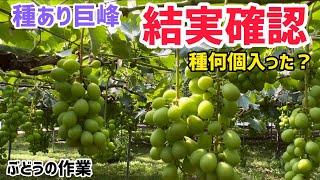 葡萄の呟き 『ぶどうのつぶやき』 mqdefault.jpg