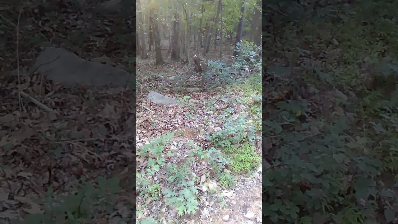 Chanterelle mushroom hunt West Virginia August 2017_2 YouTube