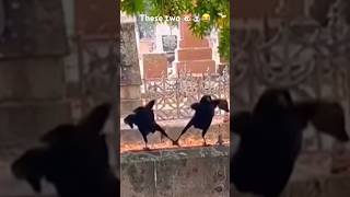 These crows resembles Jin 🐹 and Jungkook 🐰lol 😂 #btsfunny #bts #jungkook #jin #shorts