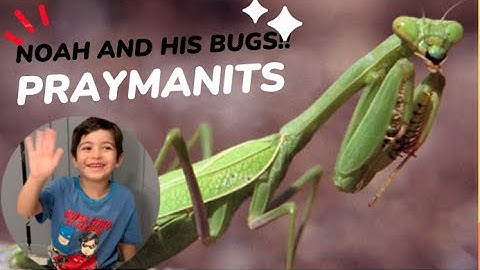 Giant praying mantis pet with Noah