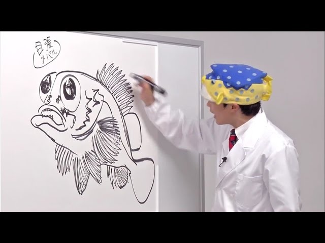 さかなクンのお魚図鑑 3 メバル編 Youtube